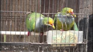Tips Perawatan Burung Walik / Punai  @RusmadiSoemadji #burungpunai #diamonddove