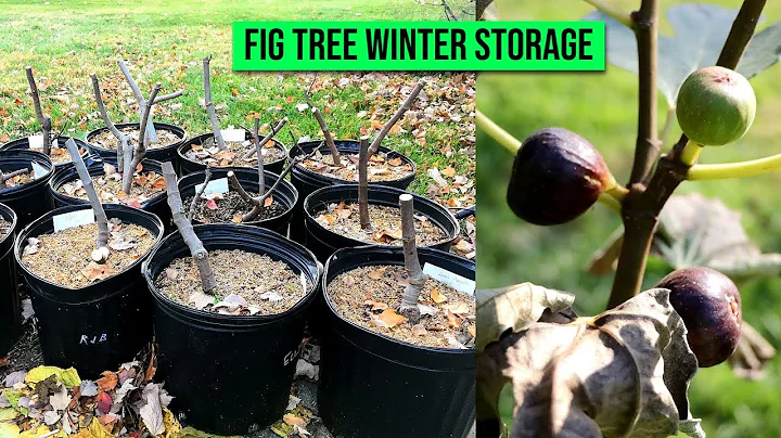 Fig Tree Winter Storage - Don't Make this MISTAKE