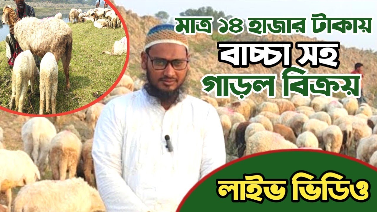 মাত্র ১৪ হাজার টাকায় বাচ্চা সহ গাড়ল কিনুন | আসাদুল মামার গাড়ল খামার থেকে লাইভে রয়েছি