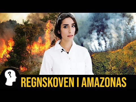 HVAD VILLE DER SKE HVIS HELE REGNSKOVEN I AMAZONAS BRÆNDTE NED?