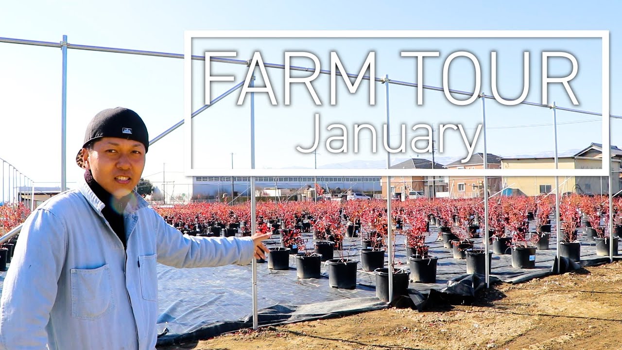 【FARM TOUR】ブルーベリー農園ご案内｜これがミランダが作るミランダファームです #95