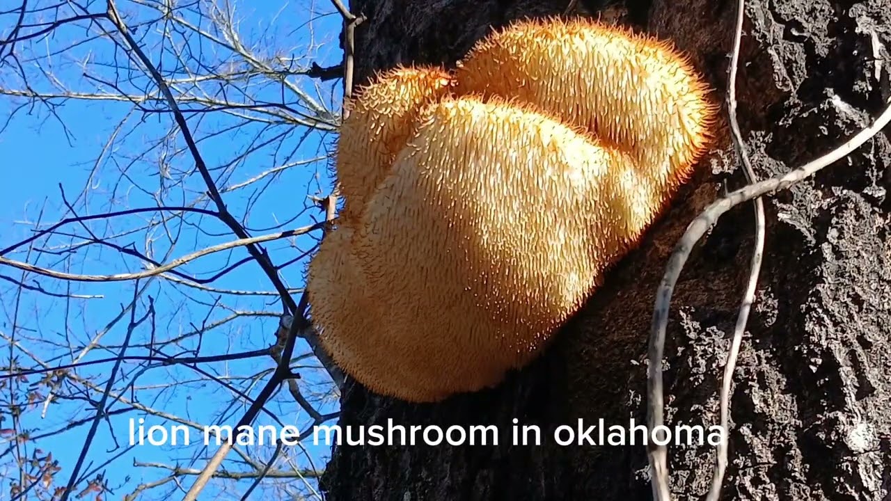 Nceb tsov ntxhuav, lion mane mushroom 