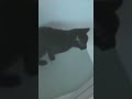 Local Cat Rejects All Beds. Chooses Bathtub. If you enjoyed this subscribe. #larryandcarolellis