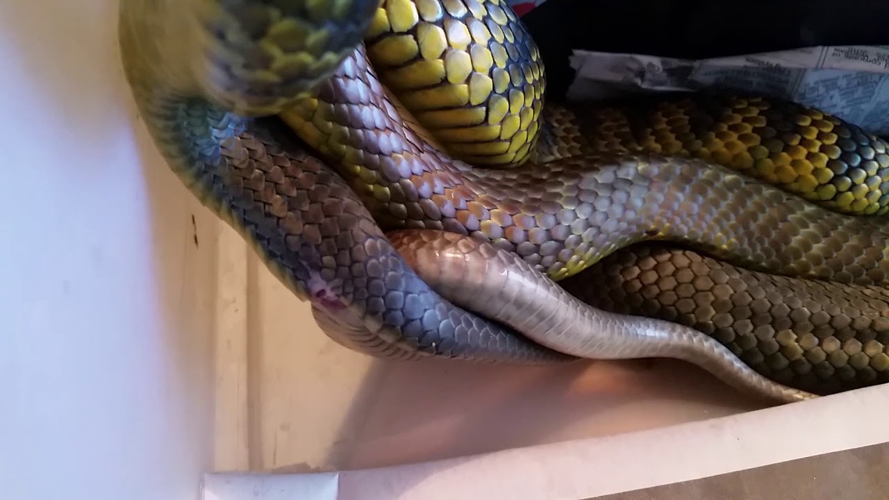 trademark meaning Mating Tiger snakes - In sympathy with winning Richmond Footy Club AFL Grand Final