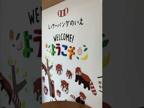 【鯖江】最短距離で「あいつ」に会いに行く方法　 #アイドル #福井 #鯖江 #レッサーパンダ #癒し #モフモフ #もふもふ #愛でる