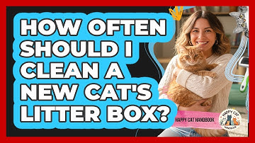 How Often Should I Clean A New Cat