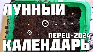 Лунный календарь на посев перца сладкого в 2024 году. Лучшие даты для большого урожая.