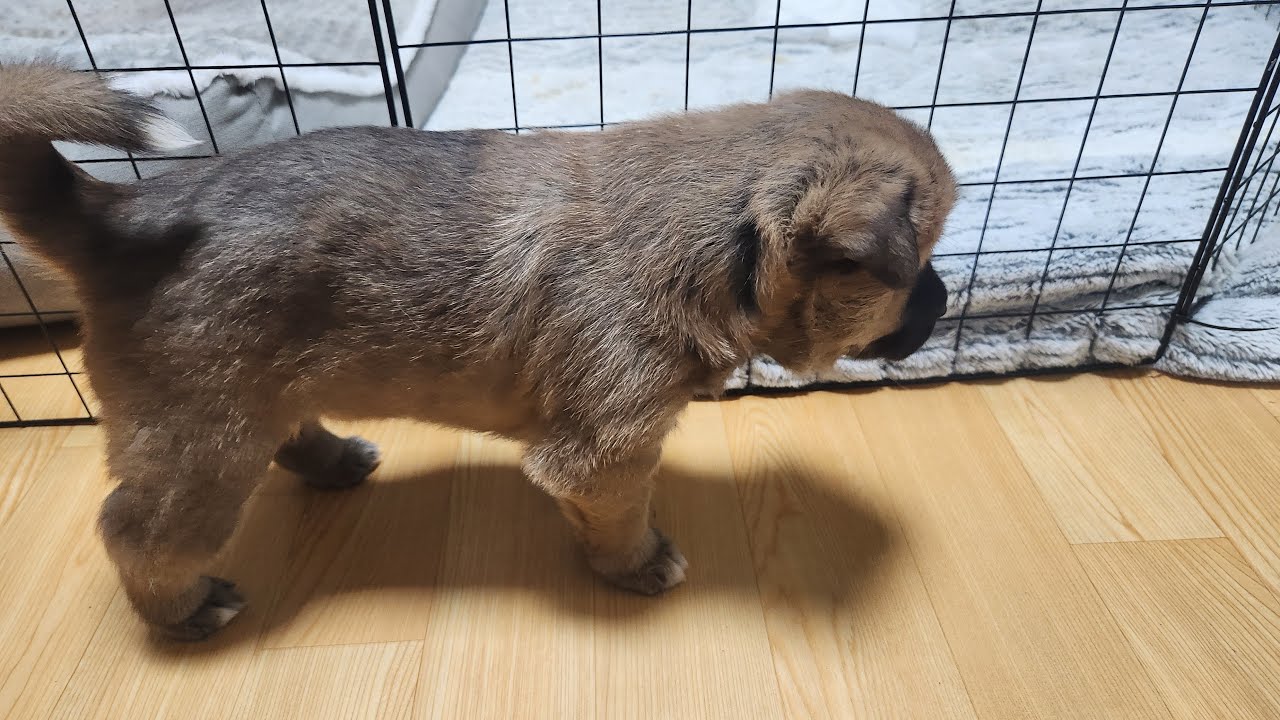 시골총각 막둥이 새끼 등등