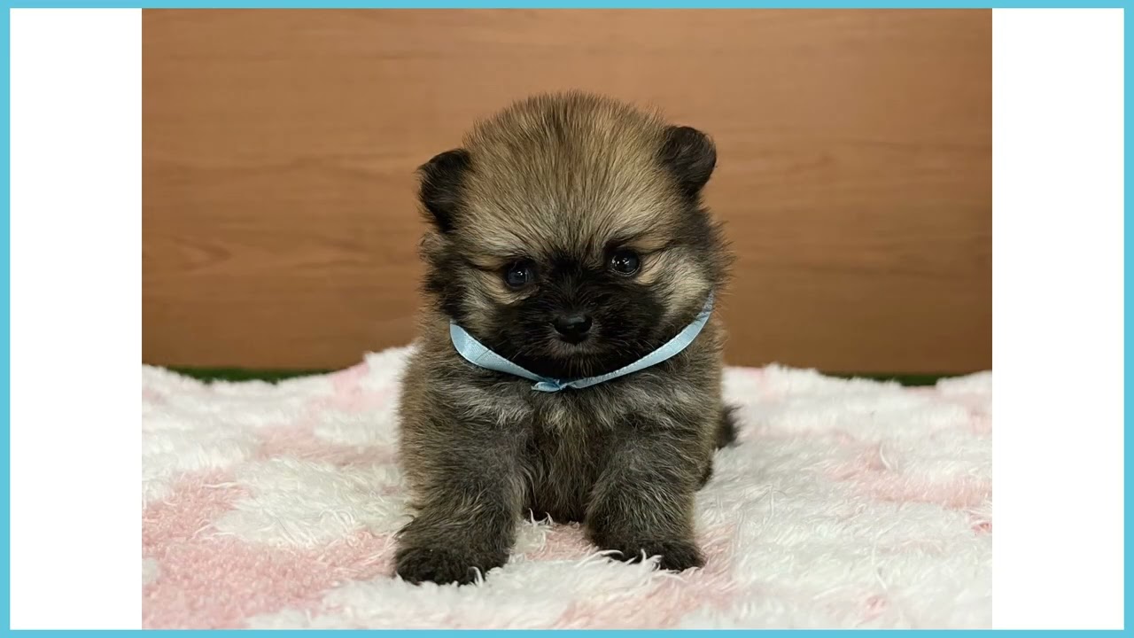 ポメラニアンの子犬（オス♂） 大分店 No.00767174｜ペットショップ