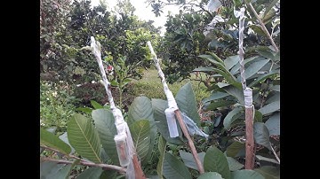 Hướng dẫn sử dụng NƯỚC để GHÉP CÂY cực kỳ hiệu quả|THU QUẾ FARM