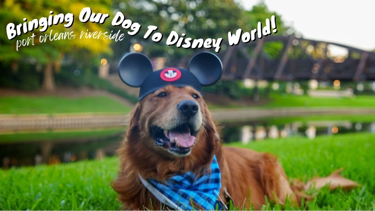 Bringing Our Dog To Disney World | Port Orleans Riverside Resort