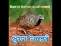 Barred button quail sound ।# barred button quail voice MP3 #Durla Lahori bird,#quail Mp3 Song