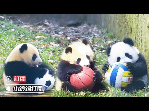 《熊貓主題趴》熊貓天團給杭州亞運會加油 | iPanda熊貓頻道