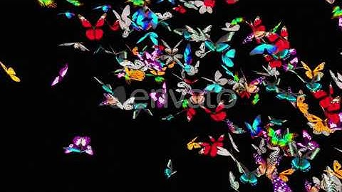 Butterfly HD | Motion Graphics - Envato elements