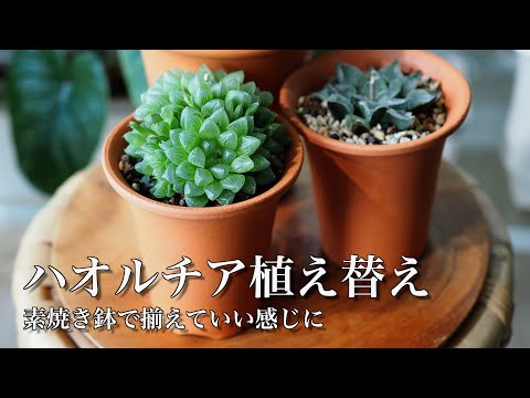 Succulents] Haworthia in a terracotta pot [Easy repotting #5