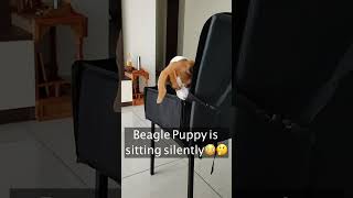 Beagle Puppy is sitting silently #Shorts #dog #puppy #beagle #cute Shorts 100