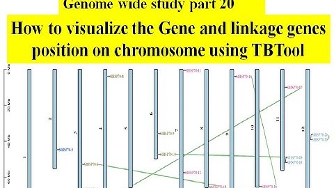 Genome wide study Part 20  Gene position on chromosome using TBTool | Phenogram