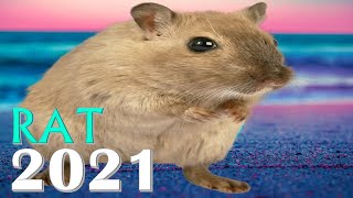 Rat Horoscope 2021 | Born 1936, 1948, 1960, 1972, 1984, 1996, 2008, 2020