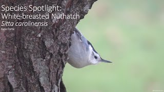 Species Spotlight:  White-breasted Nuthatch