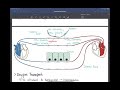 Respiratory System Part 3