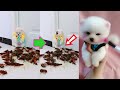 Chó Phốc Sóc Mini 😍 Funny and Cute Pomeranian #86