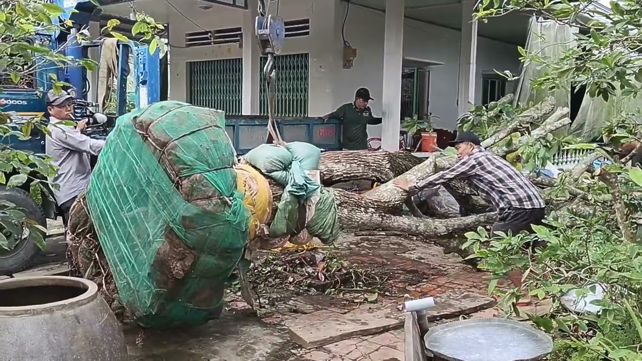 Cực căng cẩu cây lộc vừng 3,5t vô đường hẹp!!!