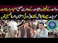 Punjab Livestock Department Eid Preparations | How It Works? | Saeed Mughal | Agri Today | Tv Today