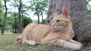 【猫姉妹】森の中で木に寄り添って眠る猫達