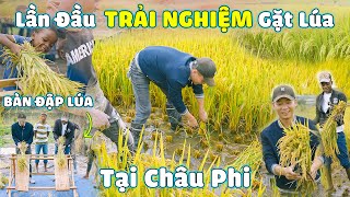 Quanglinhvlogs || Bản Thân Lần Đầu Tiên Được Trải Nghiệm Gặt Giống Lúa Việt Nam Tại Châu Phi