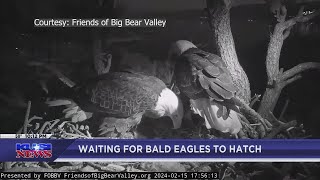 Baby watch: Bald eagle couple Jackie and Shadow getting ready to expect chicks