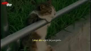 story wa aku ikhlas || cat sad:) -kapten story