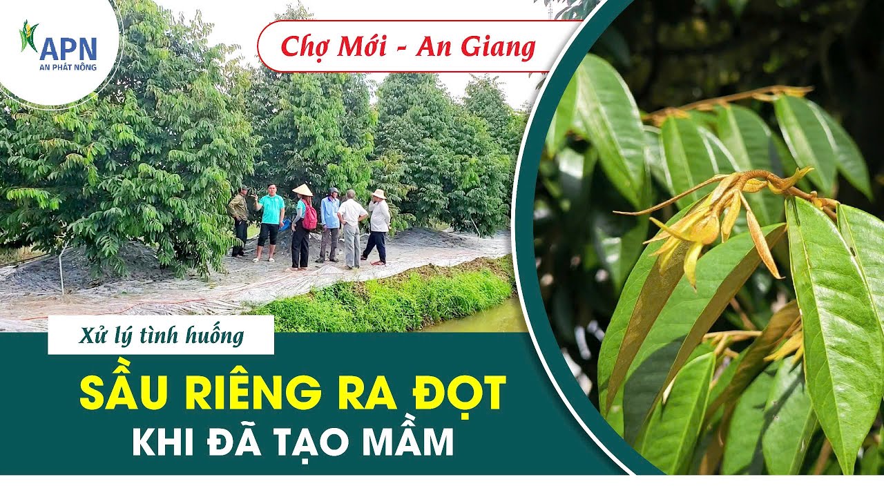 APN - XỬ LÝ TÌNH HUỐNG SẦU RIÊNG RA ĐỌT KHI ĐÃ TẠO MẦM