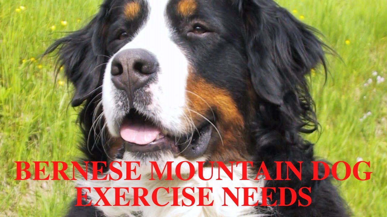Do Bernese Mountain Dogs Drool A Lot