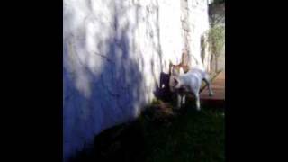 Bianca Y Flora Comiendo Pasto