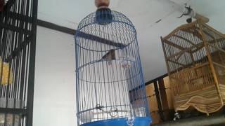 Konin & pleci lagi terancam