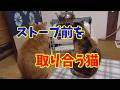 ストーブ前の場所取りをするために、親子ゲンカする猫ちゃん達です、そろそろストーブを片付けようと思っています。11月頃から又ストーブを出そうと思いますが、仲良くしてくれるかな?