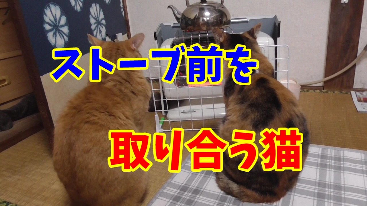 ストーブ前の場所取りをするために、親子ゲンカする猫ちゃん達です、そろそろストーブを片付けようと思っています。11月頃から又ストーブを出そうと思いますが、仲良くしてくれるかな?