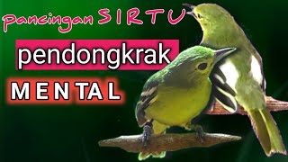 Sirtu Nyetarterngetir Cocok Buat Terapi Sirtu Anda  Cepat Birahi Dan Fighter