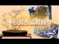 春の雑木盆栽植え替え~健やかに春を迎えるための準備~
