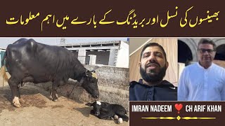Nili Ravi Buffalo Farming Tips by Imran Nadeem and Ch Arif Khan | Dairy Farming in Pakistan