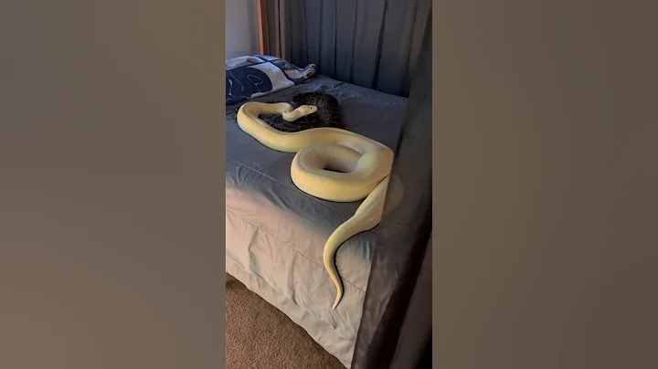 Will My Giant Snakes Poop All Over My Bed? 🛌🐍 #shorts #snake #reptiles