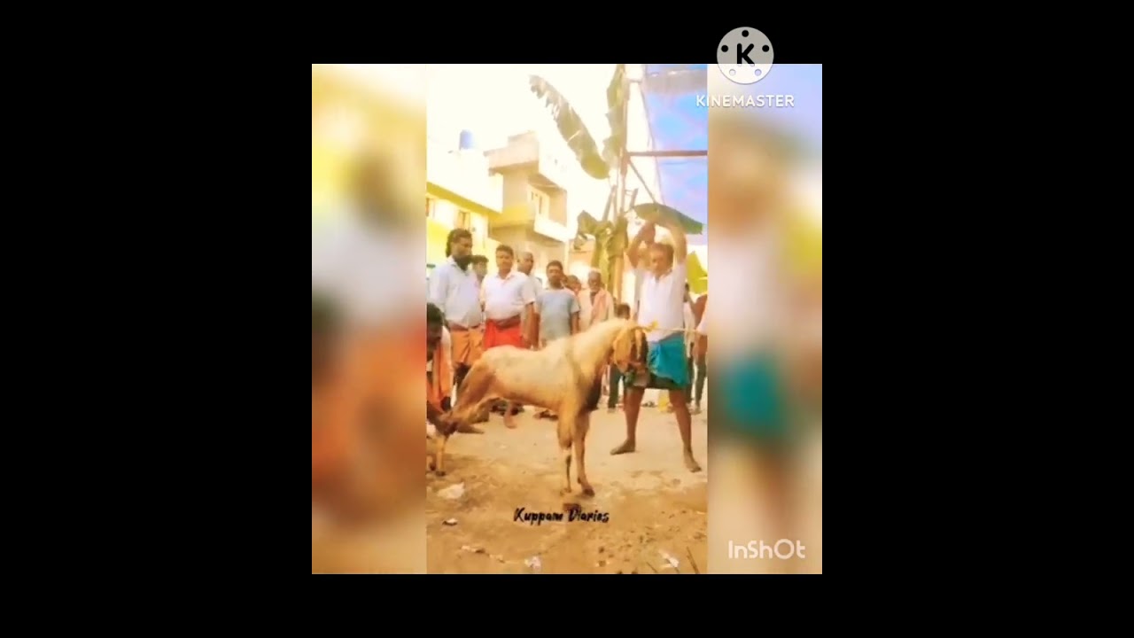 kuppam gangamma jatara 2023
