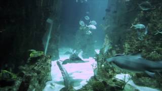 Akvaryum 15 Sn Sinema Versiyon Asi Medya