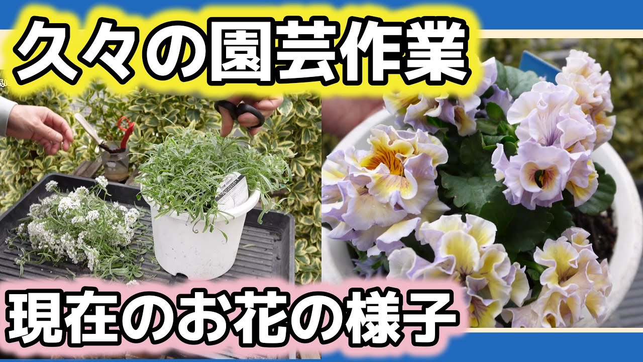 【溜めていた作業を一気に】現在のお花の様子もお届けします！