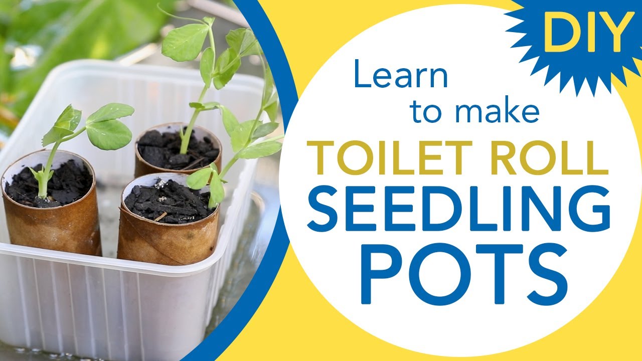 close up of seedlings growing in reuse tin cans and toilet roll