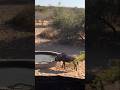 Неожиданный всплеск! Антилопа гну прыгает в поилку#Wildlife #NatureMoments #AnimalSurprise