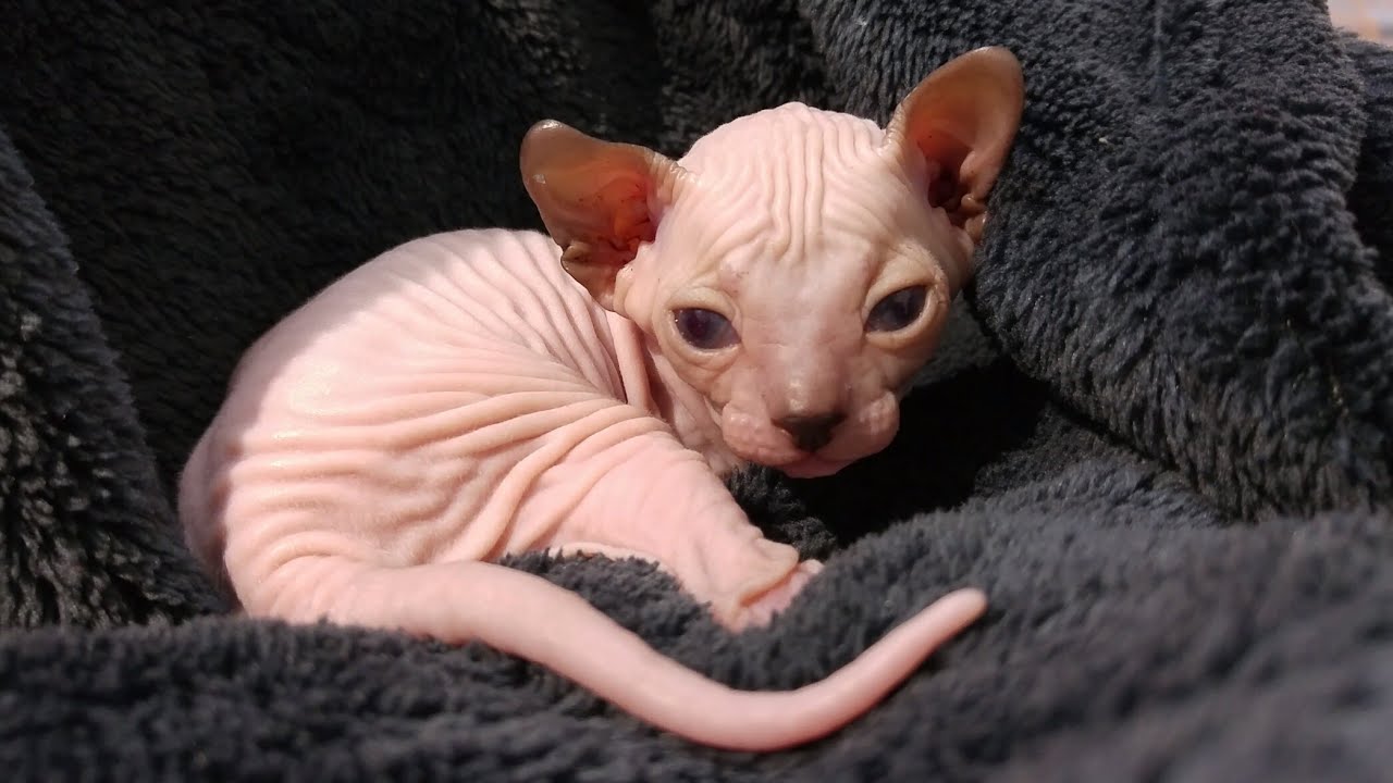 hairless baby kitten