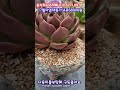 윤지희사주까페 010.6271.8978