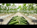 Огурцы 🥒 Обзор профессиональных семян