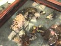 view Tunicate Facts! digital asset number 1